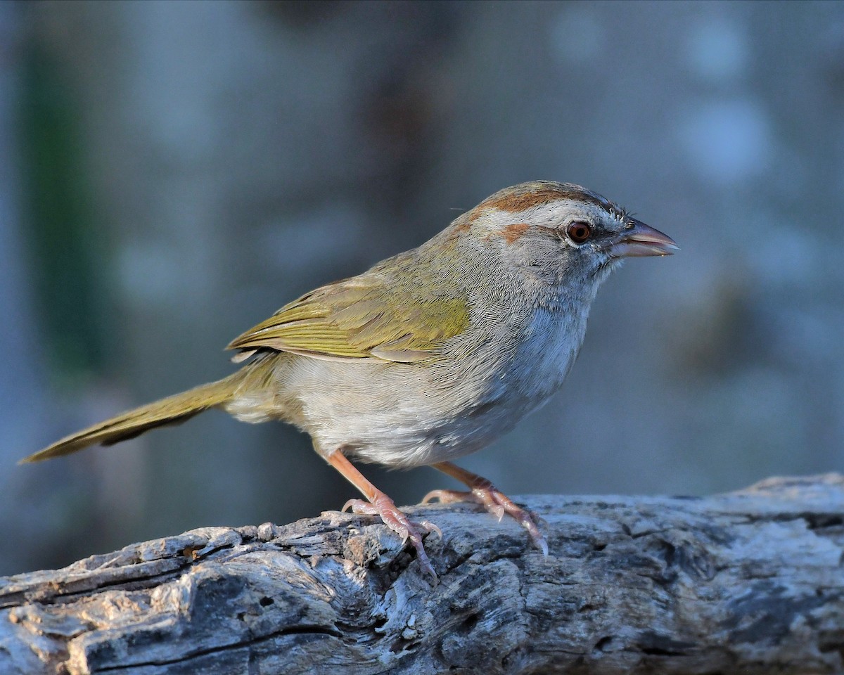 Olive Sparrow - ML618014286