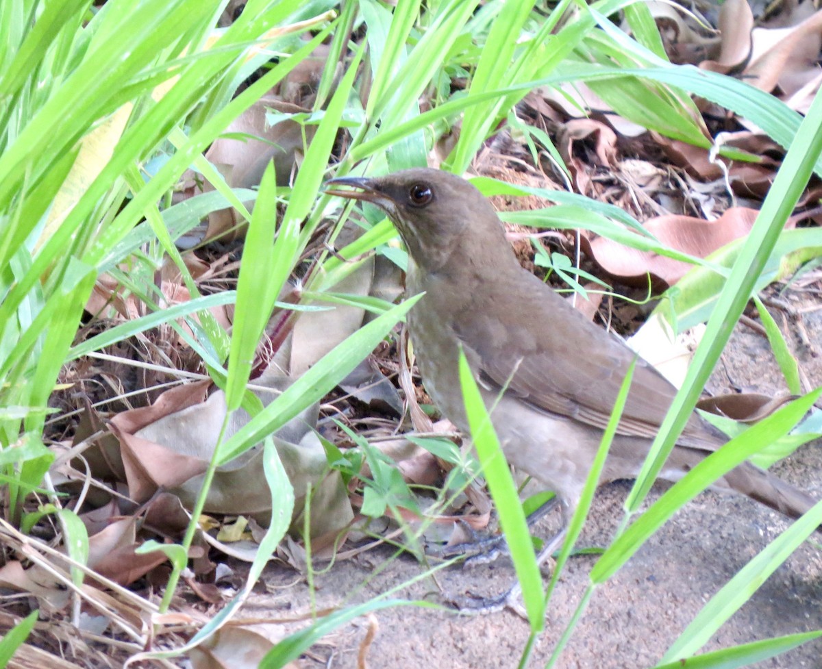 Creamy-bellied Thrush - Berenice Alves