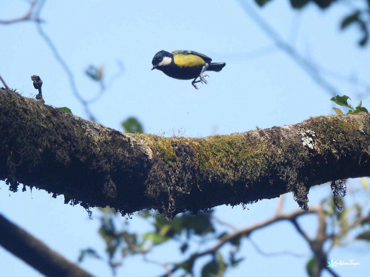 Green-backed Tit - Krishna Thapa