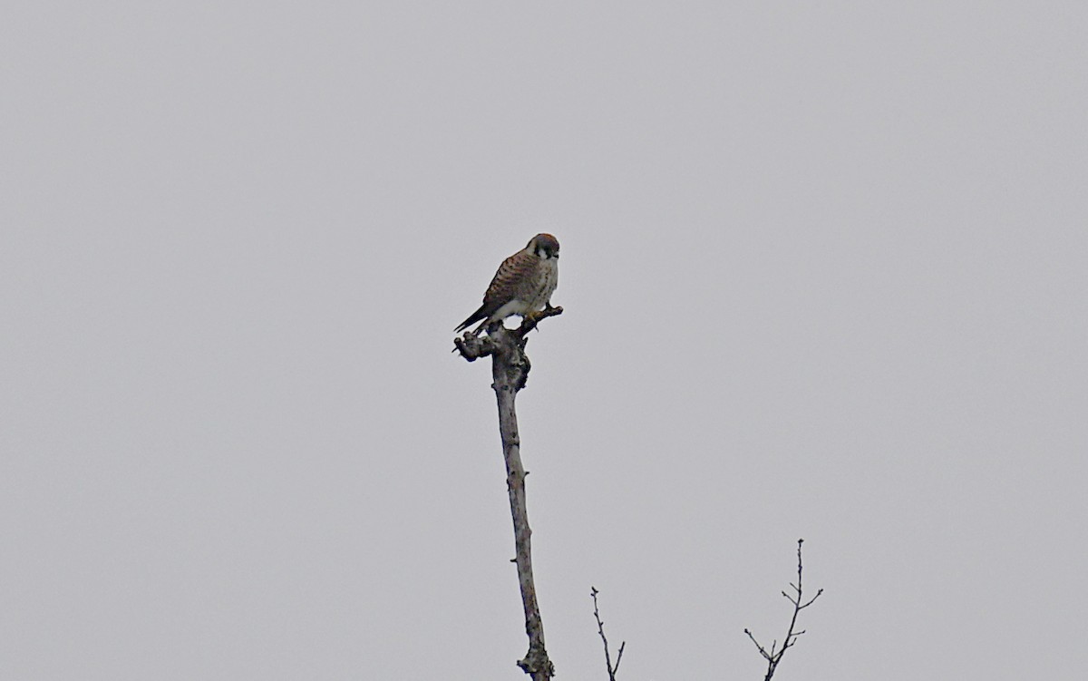 American Kestrel - Matthew Murphy