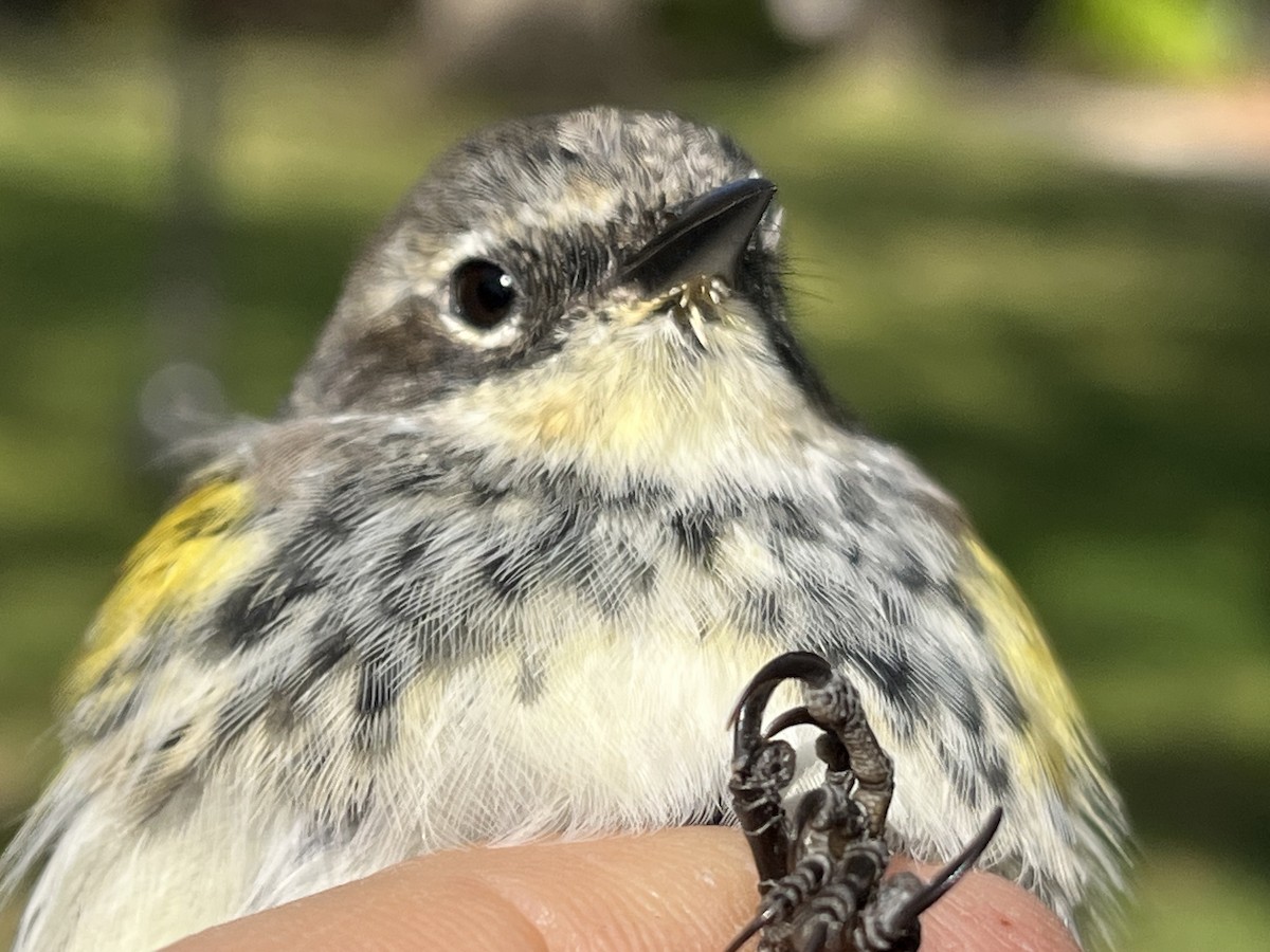 Yellow-rumped Warbler (Myrtle x Audubon's) - ML618014379