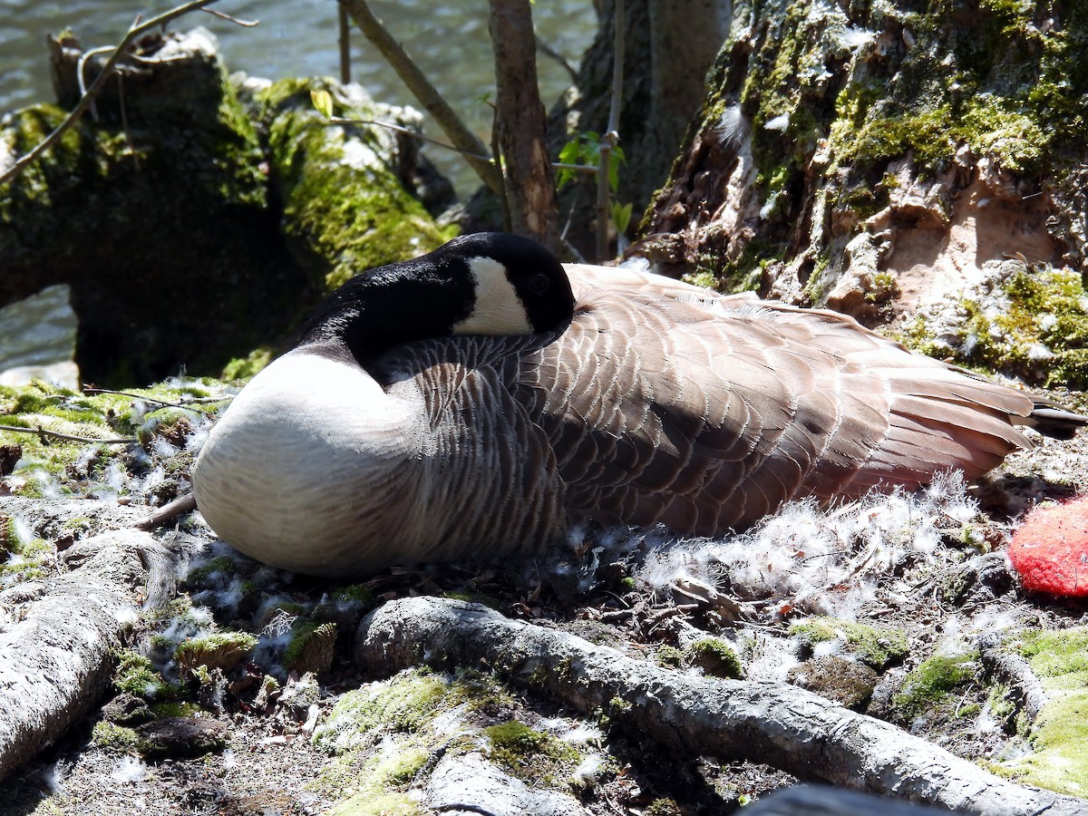 Canada Goose - ML618014391