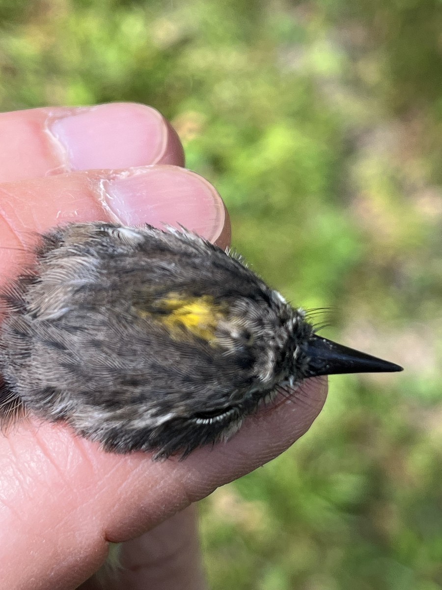 Yellow-rumped Warbler (Myrtle x Audubon's) - ML618014403