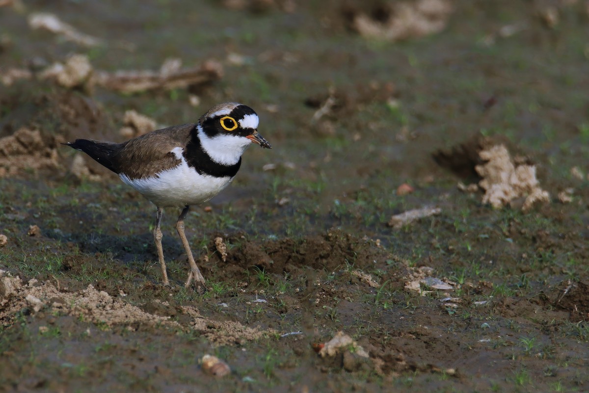 Little Ringed Plover (dubius/jerdoni) - ML618014407