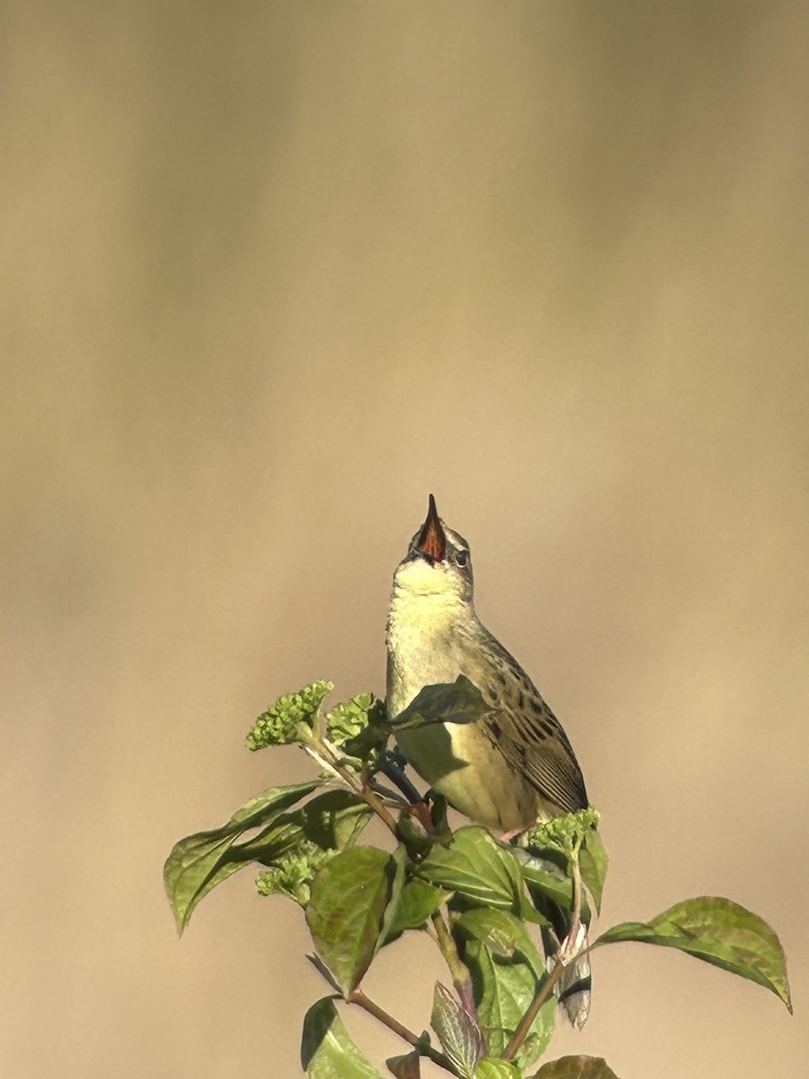 Common Grasshopper Warbler - ML618014425