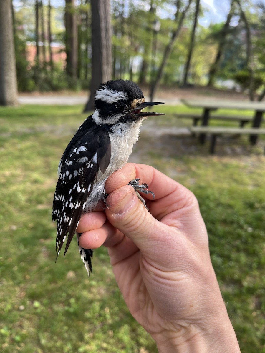 Downy Woodpecker (Eastern) - ML618014437