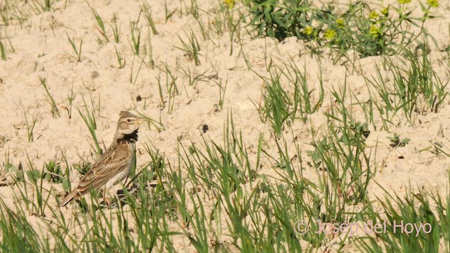 Calandra Lark - ML618014446