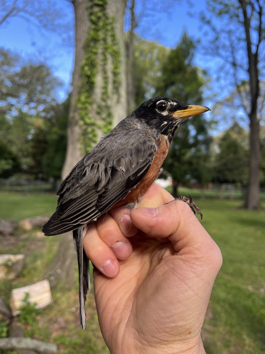 American Robin - ML618014457