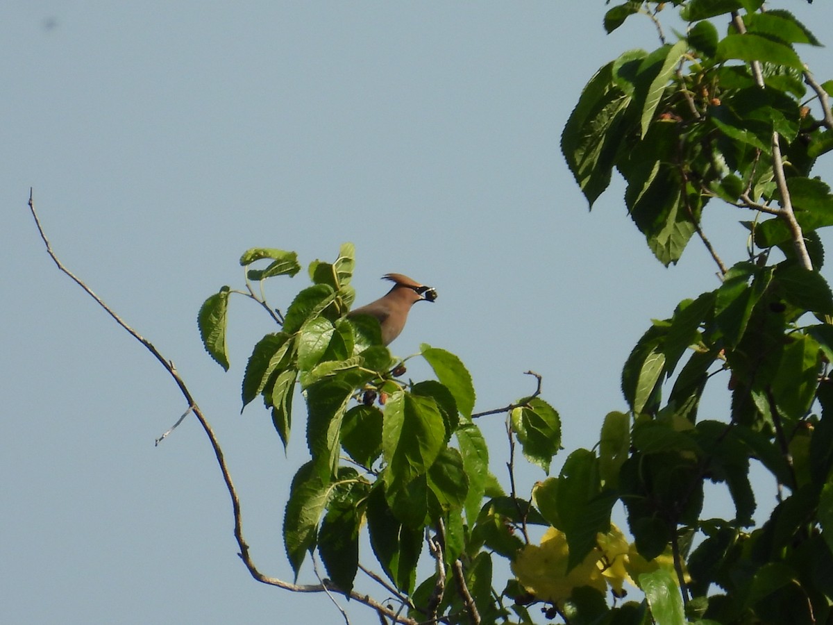 Cedar Waxwing - ML618014506