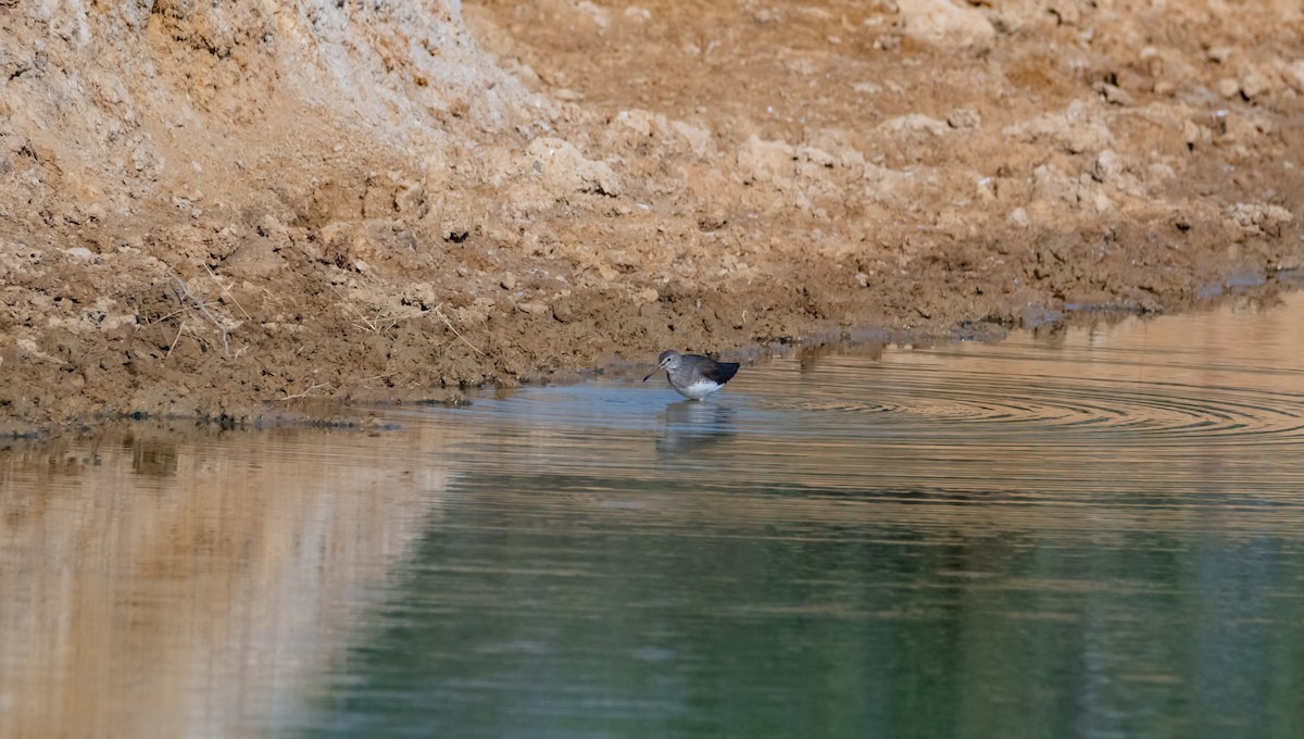 Green Sandpiper - Arun Raghuraman