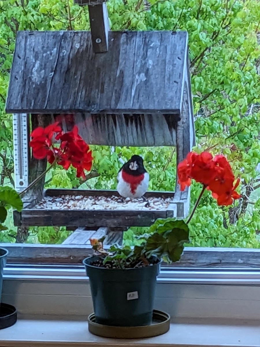 Rose-breasted Grosbeak - ML618014562