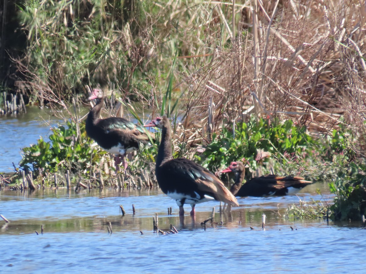 Spur-winged Goose - Ursula  Mitra