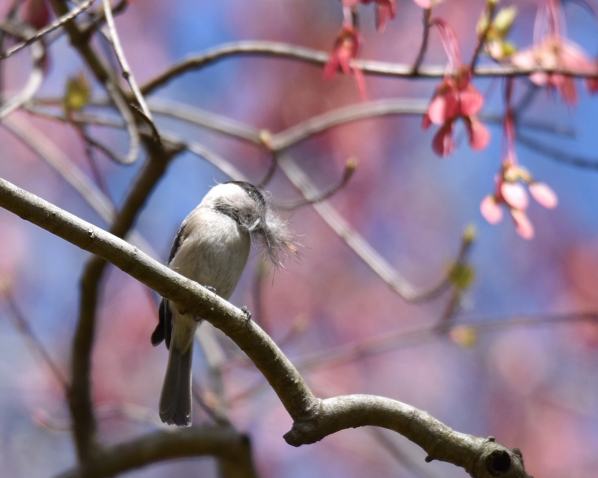 Carolina Chickadee - Lynn Kohler