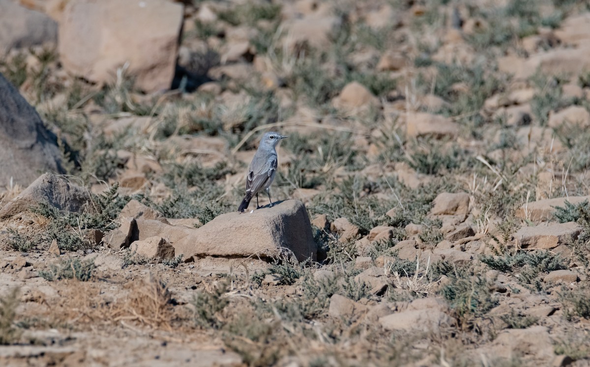 Persian Wheatear - Arun Raghuraman