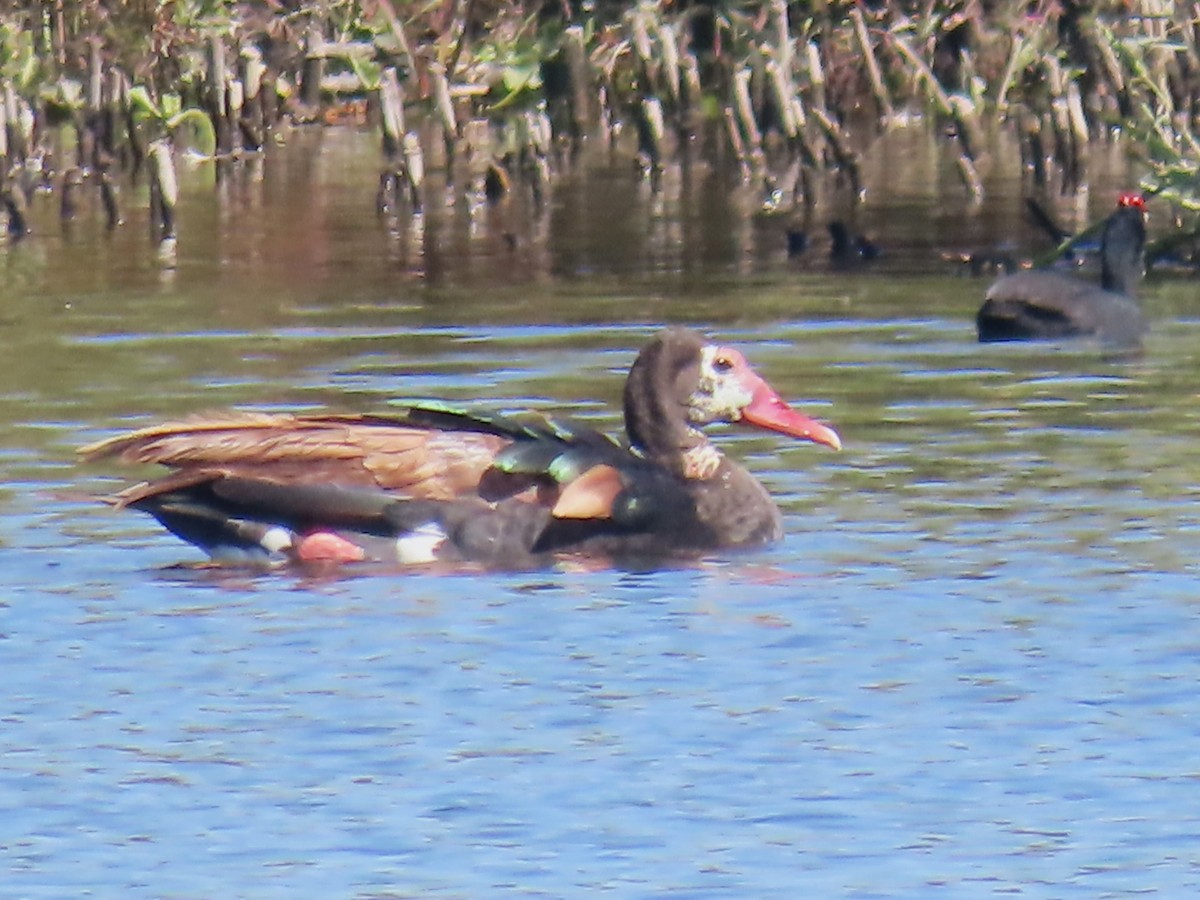 Spur-winged Goose - Ursula  Mitra