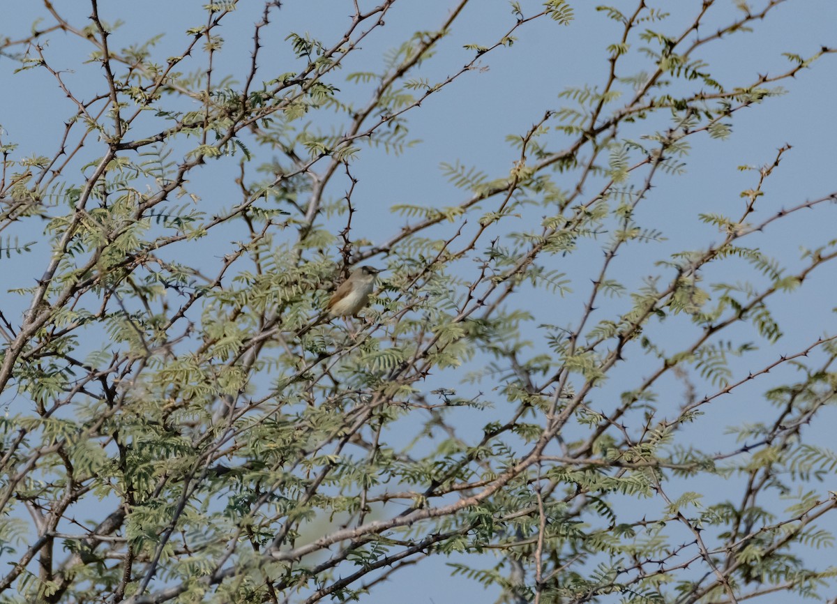 Plain Prinia - Arun Raghuraman