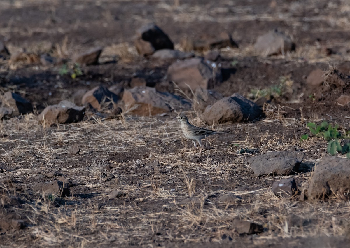 Tawny Pipit - ML618014619