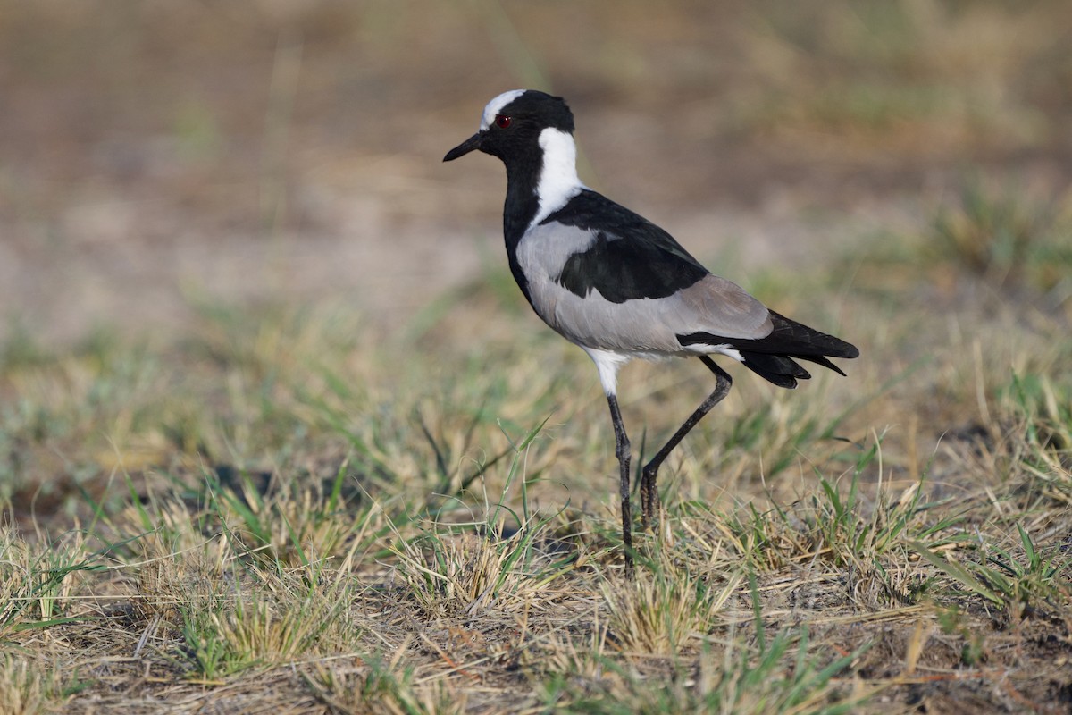 Blacksmith Lapwing - ML618014637