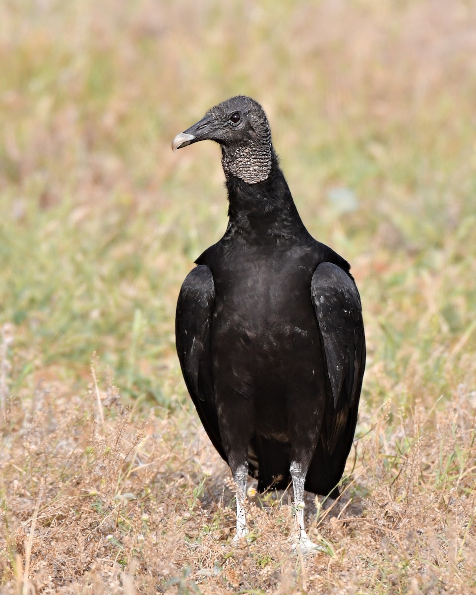Black Vulture - ML618014645