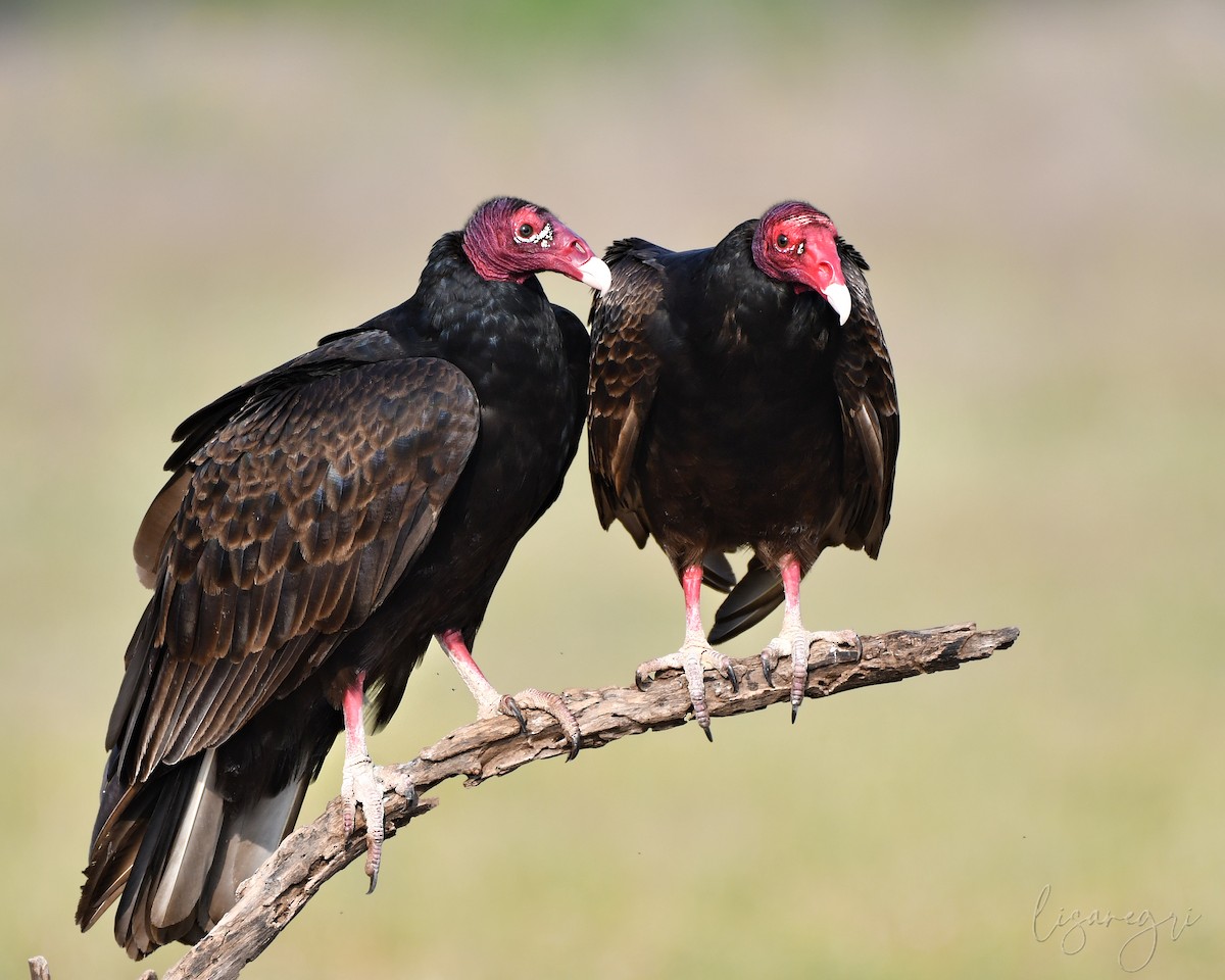 Turkey Vulture - ML618014656