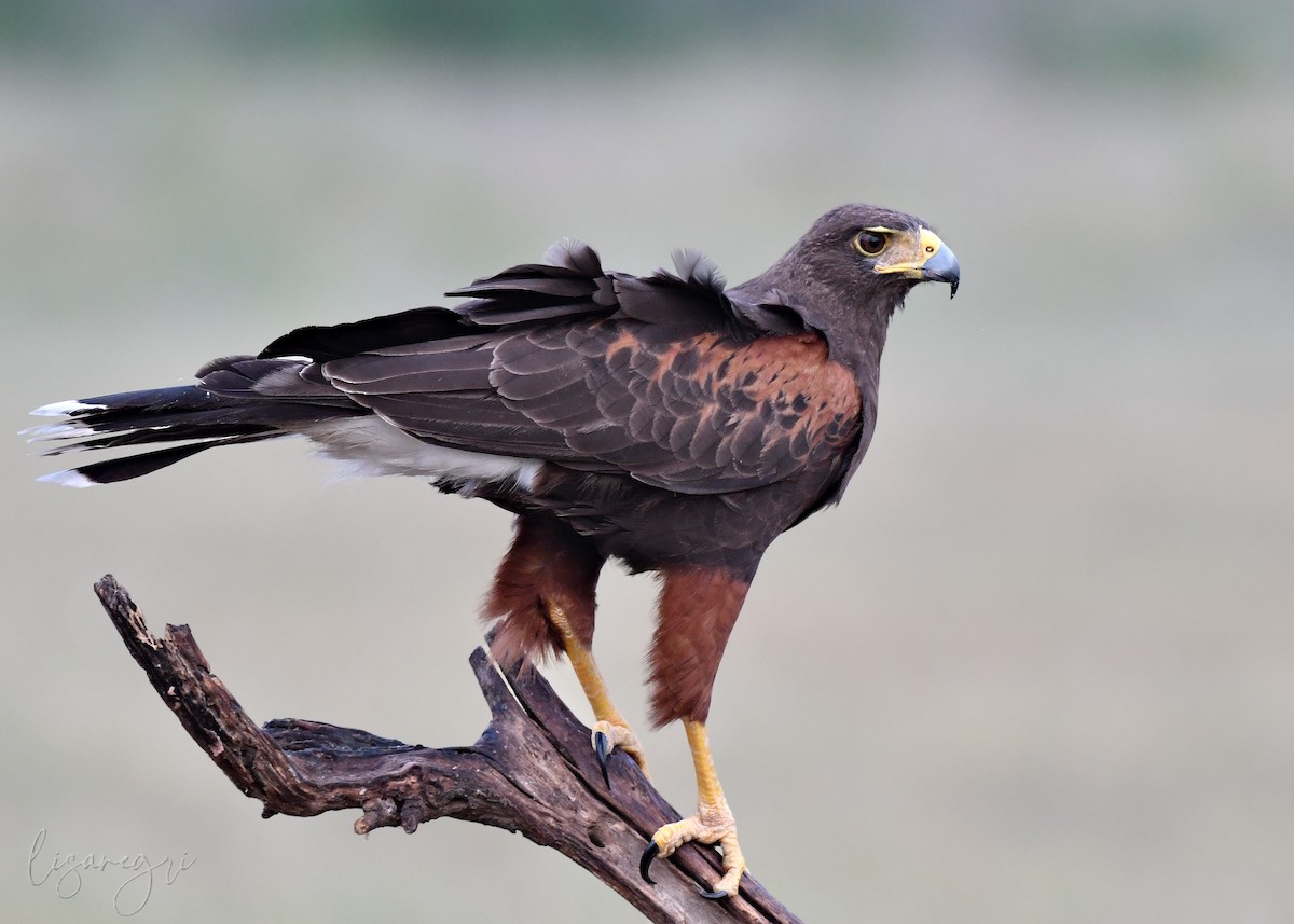 Harris's Hawk - ML618014663