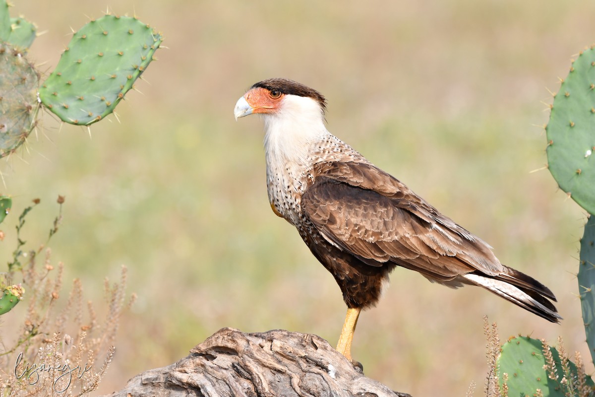 Crested Caracara - ML618014685