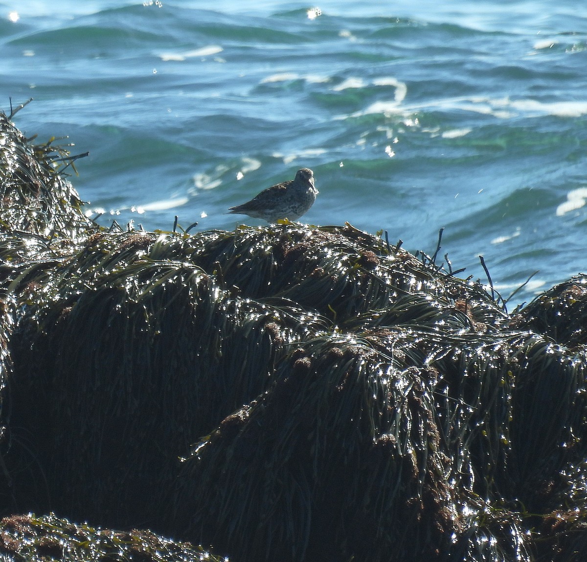 Purple Sandpiper - ML618014694