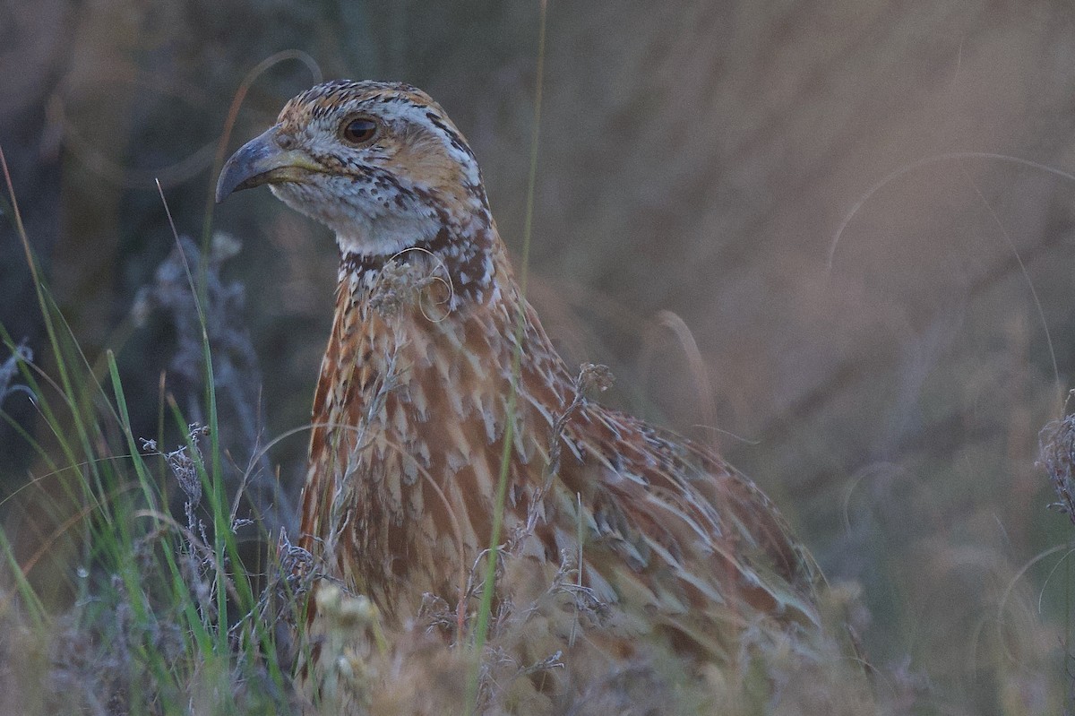 Orange River Francolin - ML618014722