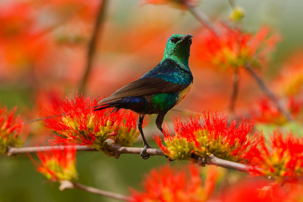 Beautiful Sunbird - ML618014733