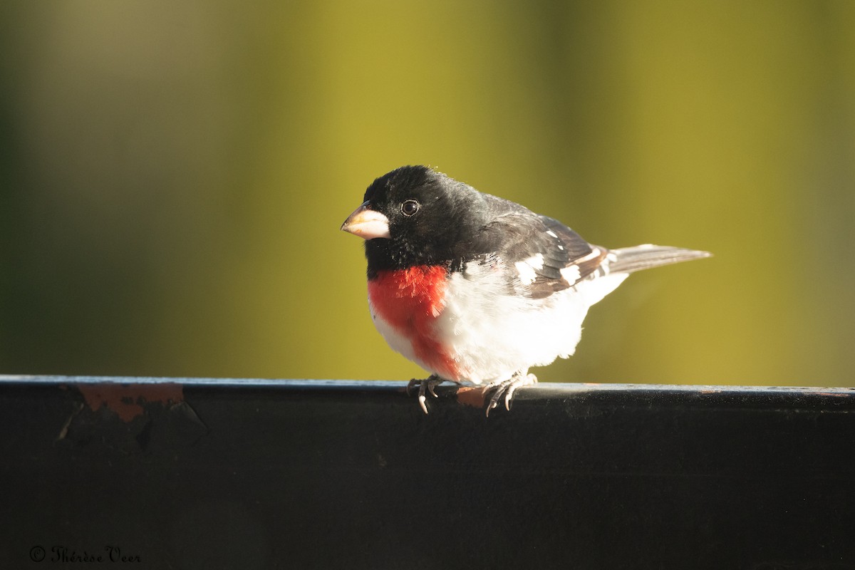 Rose-breasted Grosbeak - ML618014735