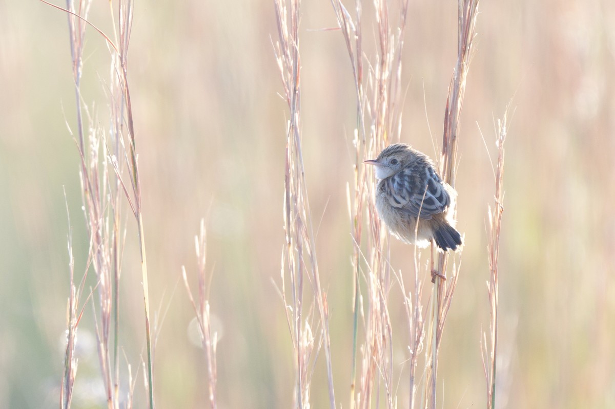 Desert Cisticola - Steve Bell