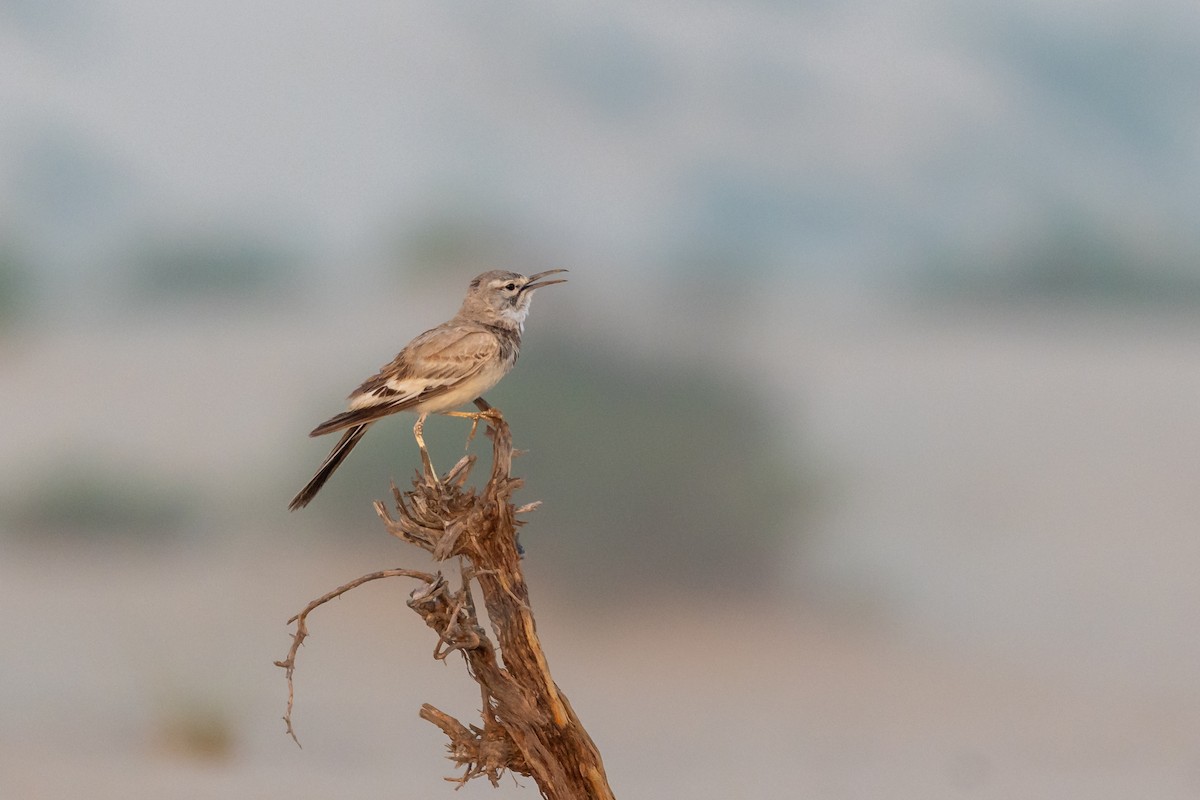 Greater Hoopoe-Lark - Nikos Mavris