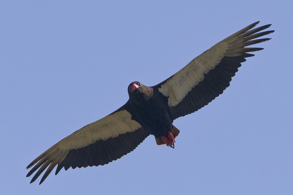 Bateleur - ML618014759