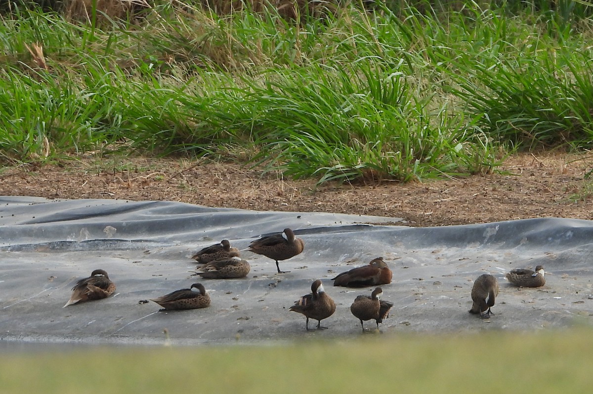 White-cheeked Pintail - ML618014770