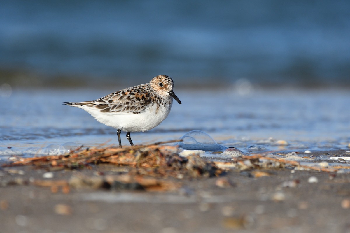 Sanderling - Alejandro Gómez Vilches