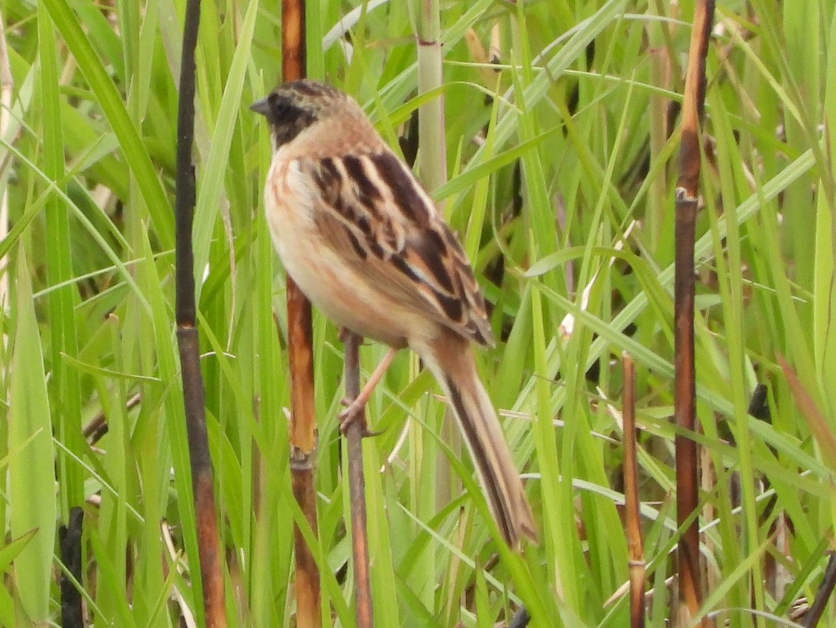 Ochre-rumped Bunting - Mikki Doerger