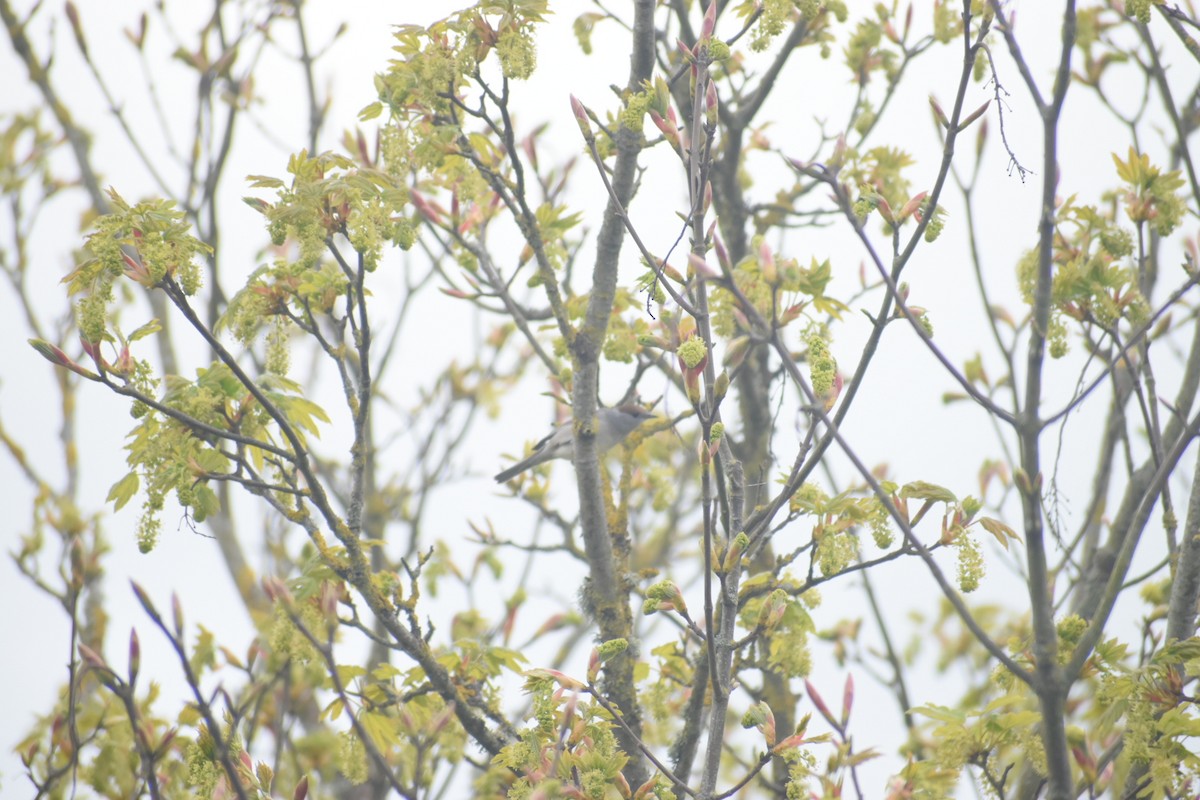 Eurasian Blackcap - ML618014849