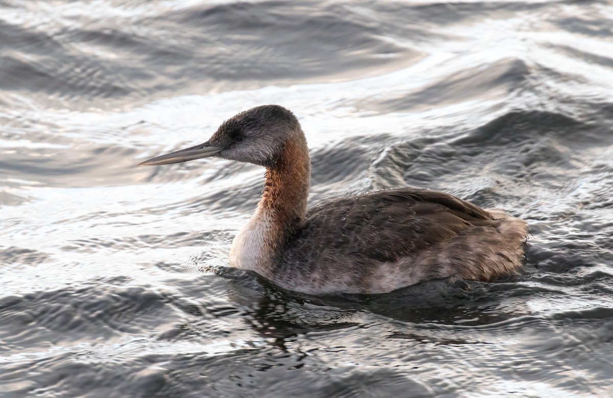 Great Grebe - ML618014854