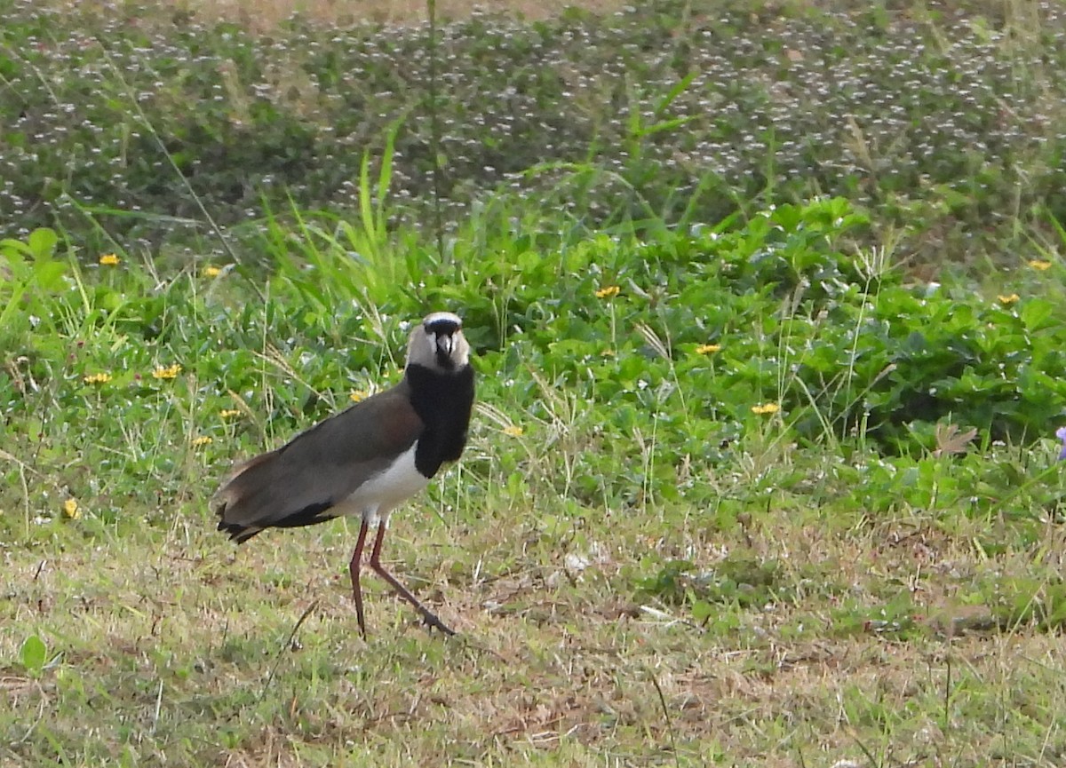 Southern Lapwing - ML618014857