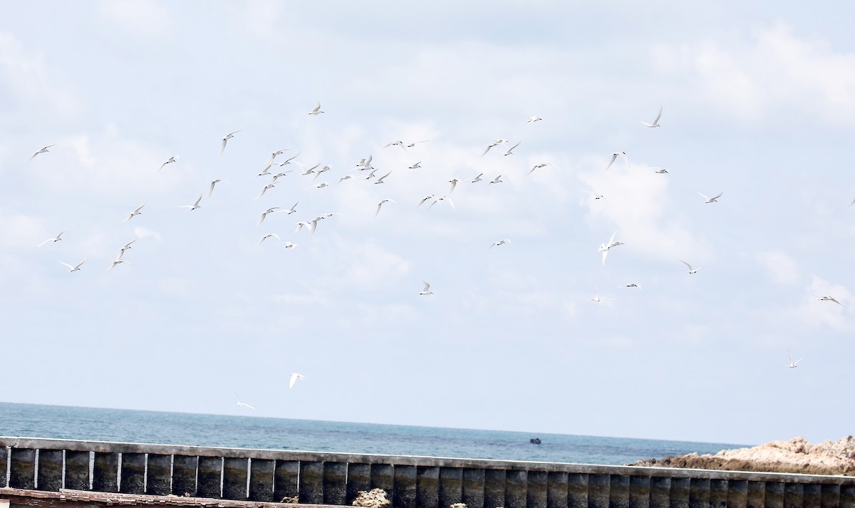 Black-naped Tern - ML618014864