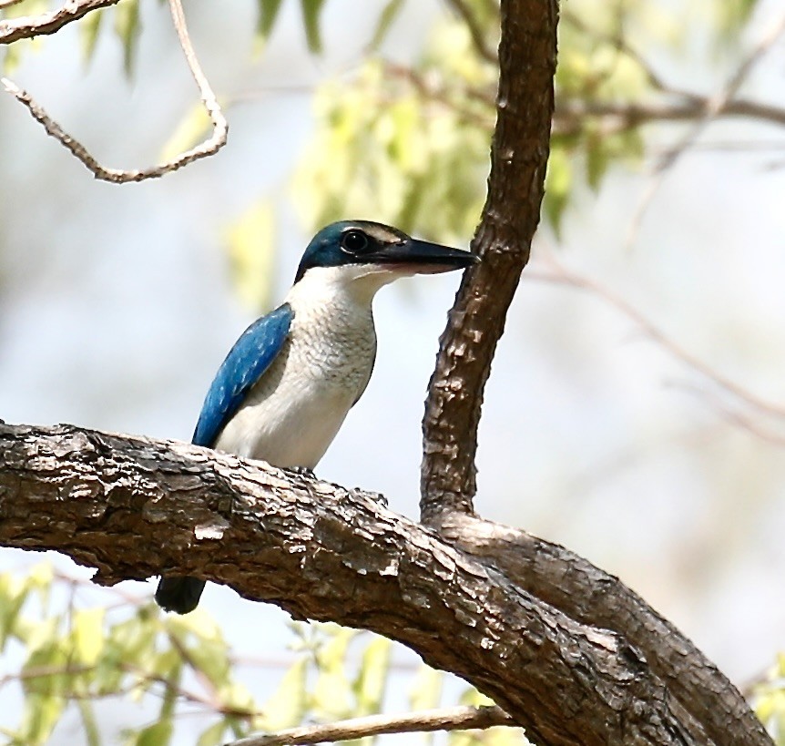 Collared Kingfisher - ML618014872