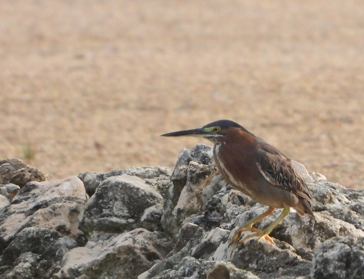 Green Heron - ML618014888