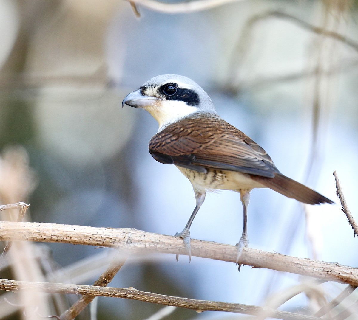 Tiger Shrike - ML618014889