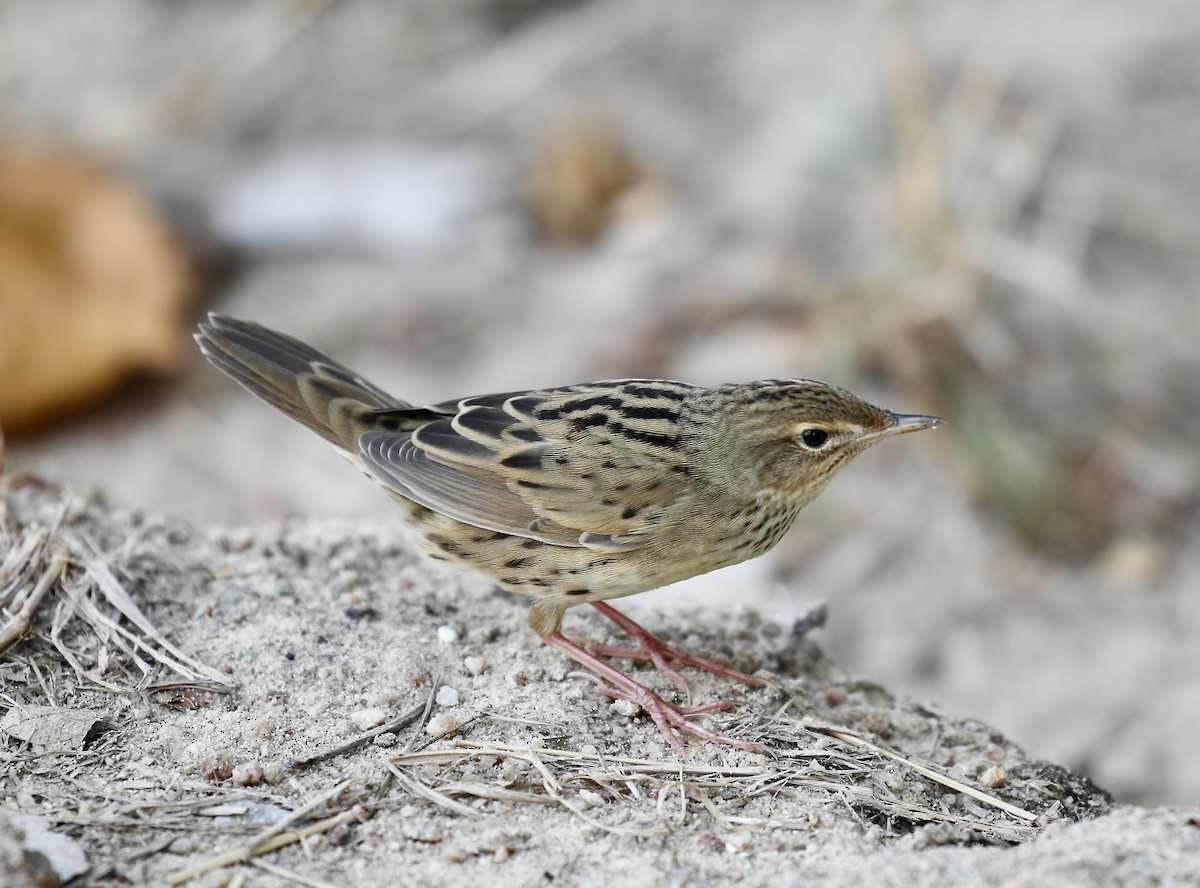 Lanceolated Warbler - ML618014899