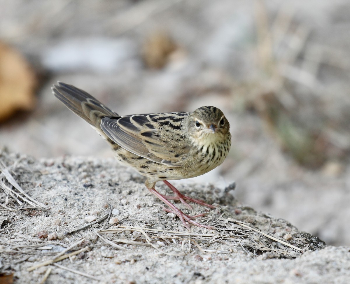 Lanceolated Warbler - ML618014900