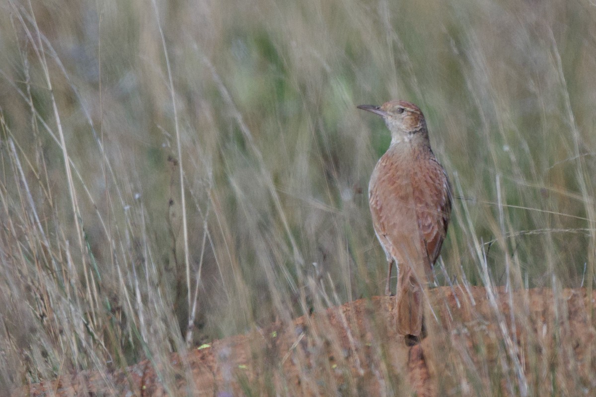 Transvaal Toygarı - ML618014911