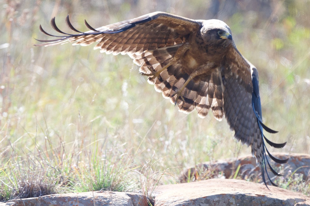 African Harrier-Hawk - ML618014932