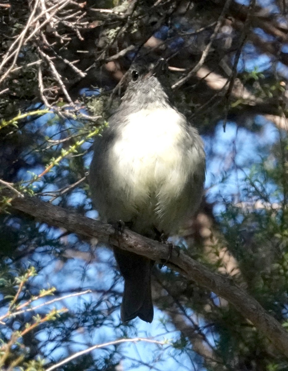 South Island Robin - Peter Woodall