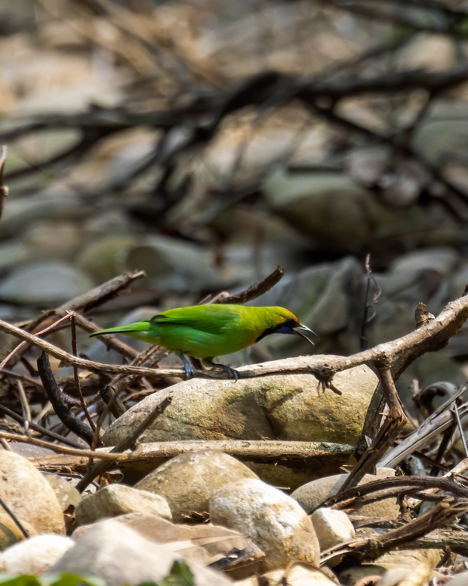 Golden-fronted Leafbird - ML618014954