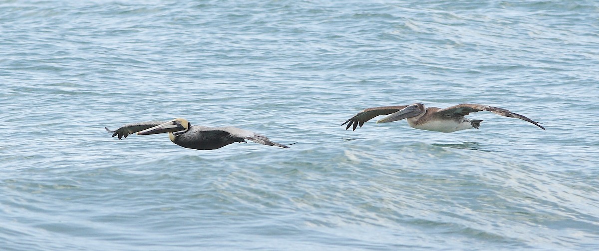 Brown Pelican - ML618014966